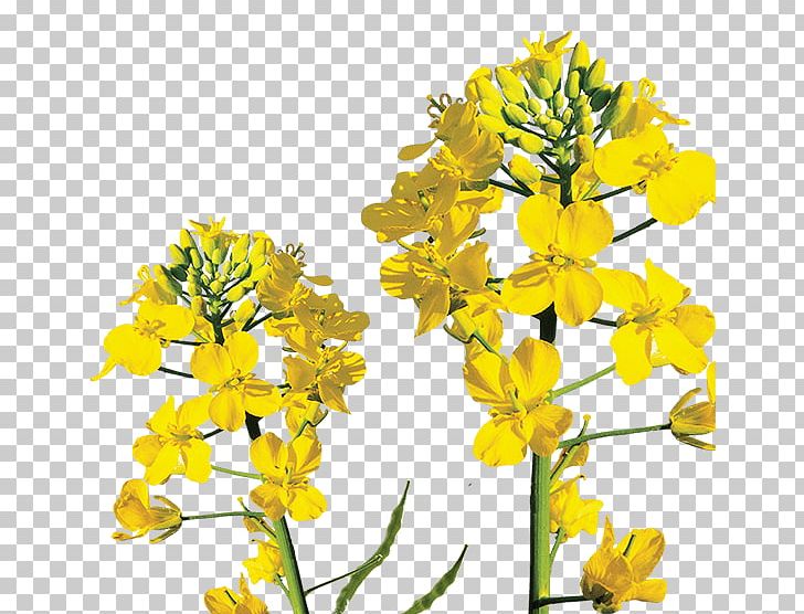 Canola Rapeseed Mustard Plant Brassica Rapa PNG, Clipart, Brassica, Brassica Rapa, Cabbage Family, Canola, Cauliflower Free PNG Download