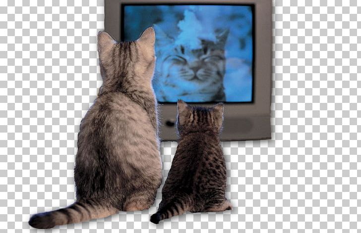 Cat Television Show Kitten PNG, Clipart, 4k Resolution, 720p, Ameri, Carnivoran, Cat Like Mammal Free PNG Download