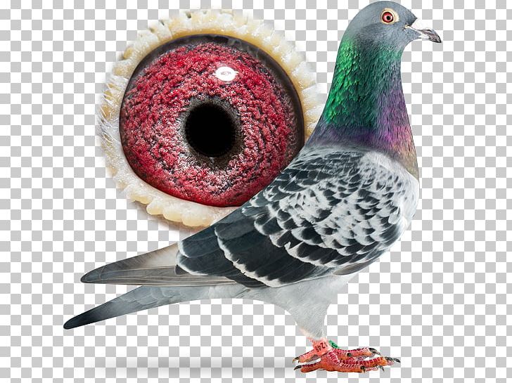 Racing Homer Columbidae Homing Pigeon Beak Bird PNG, Clipart, Animal, Animals, B 1, Beak, Bird Free PNG Download