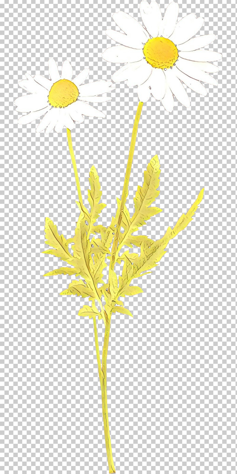 Yellow Plant Flower Leaf Pedicel PNG, Clipart, Flower, Goldenrod, Leaf, Pedicel, Plant Free PNG Download