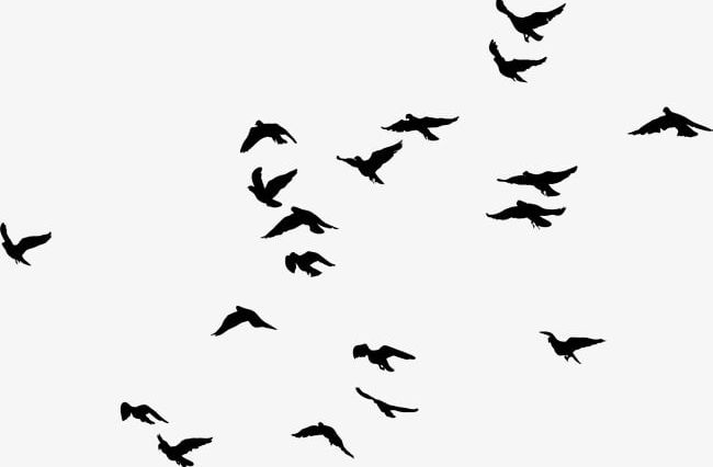 Black Birds PNG, Clipart, Angle, Bird, Bird Flight, Bird Migration, Black Free PNG Download