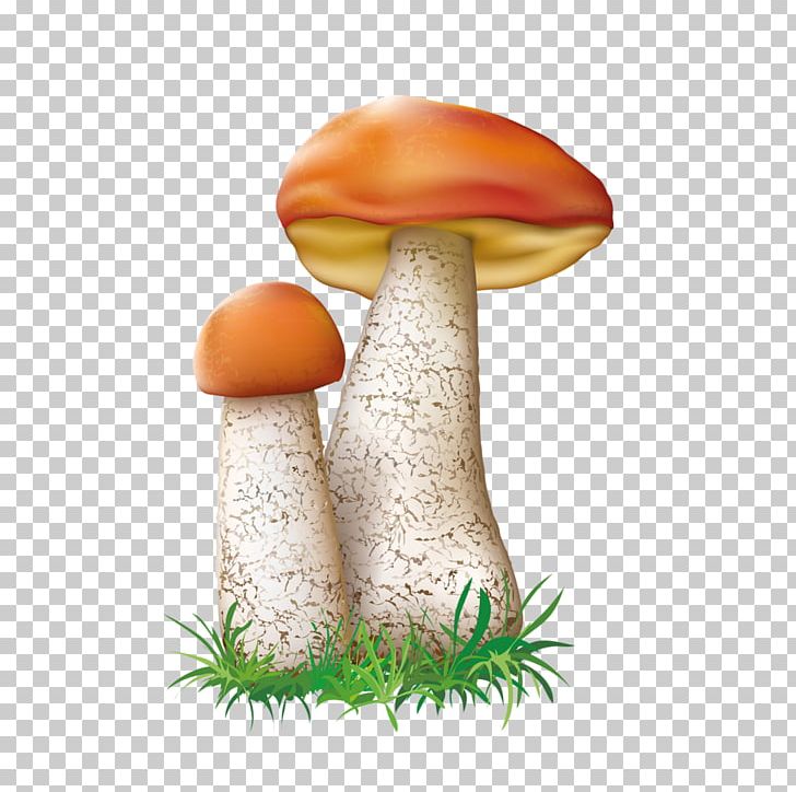 Leccinum Aurantiacum Mushroom Fungus Illustration PNG, Clipart, 500px, Art, Boletus Edulis, Cartoon, Edible Mushroom Free PNG Download