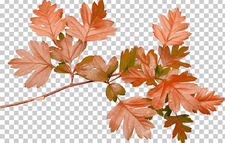 Paper Leaf Flower PNG, Clipart, Autumn Tree, Branch, Collage, Country, Country Style Free PNG Download