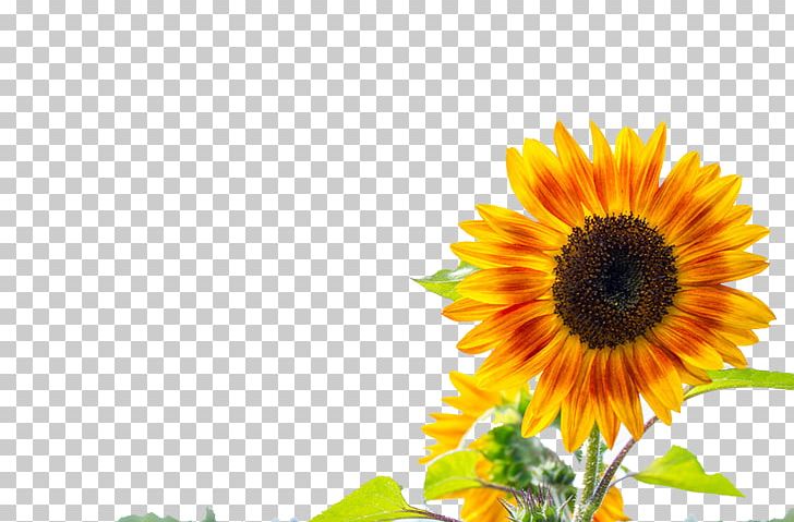 Two Cut Sunflowers Common Sunflower Yellow PNG, Clipart, Computer, Computer Wallpaper, Daisy Family, Download, Flower Free PNG Download