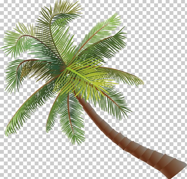 Asian Palmyra Palm Coconut Euclidean PNG, Clipart, Adobe Illustrator, Arecaceae, Arecales, Borassus Flabellifer, Branch Free PNG Download