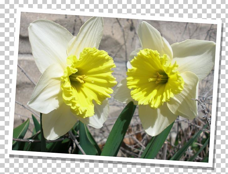 Flowering Plant Narcissus Flowering Plant Petal PNG, Clipart, Amaryllis, Amaryllis Family, Family, Flora, Flower Free PNG Download