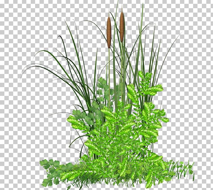 Grass Herbaceous Plant PNG, Clipart, Aquarium Decor, Cimen, Clip Art, Commodity, Cymbopogon Citratus Free PNG Download