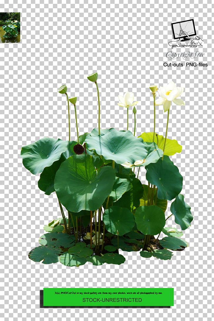 Nelumbo Nucifera Lotus Effect Floral Design PNG, Clipart, Annual Plant, Art, Download, Flora, Floristry Free PNG Download