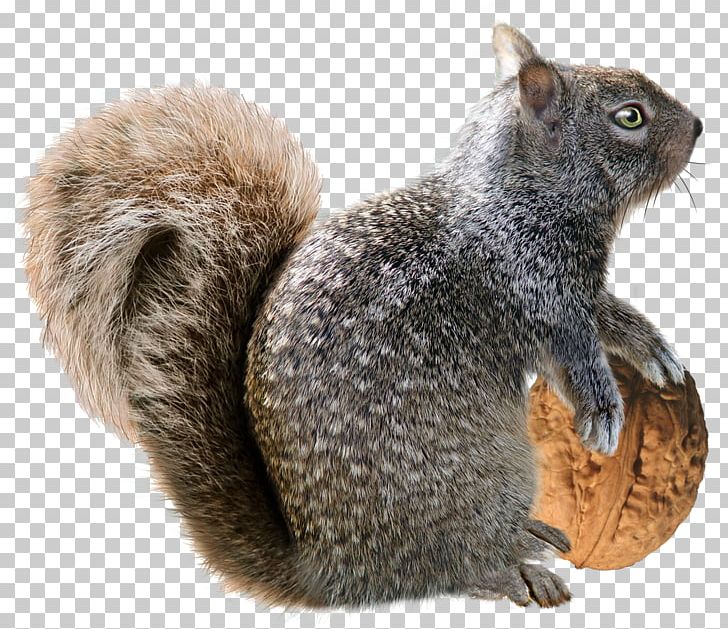Squirrel Christmas Decoration Rodent PNG, Clipart, Animals, Christmas, Christmas Decoration, Decorative Arts, Drawing Free PNG Download