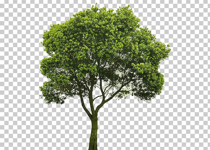 Tree Shrub Rendering PNG, Clipart, Branch, Clip Art, Conifers, Cottonwood, Evergreen Free PNG Download