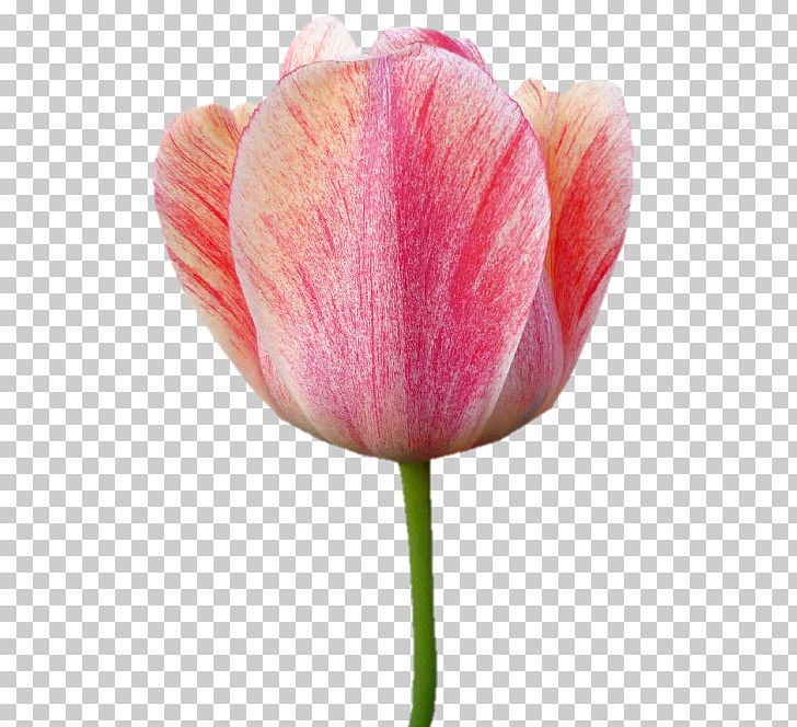 Tulip Cut Flowers Plant Stem Bud Petal PNG, Clipart, Bahar, Bahar Cicekleri, Bud, Closeup, Closeup Free PNG Download