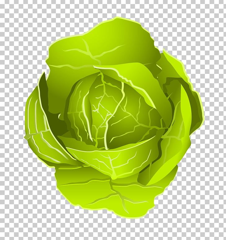 Vegetable Cabbage Illustration PNG, Clipart, Adobe Illustrator, Bell Pepper, Cabbage, Cabbage Cartoon, Cabbage Vector Free PNG Download