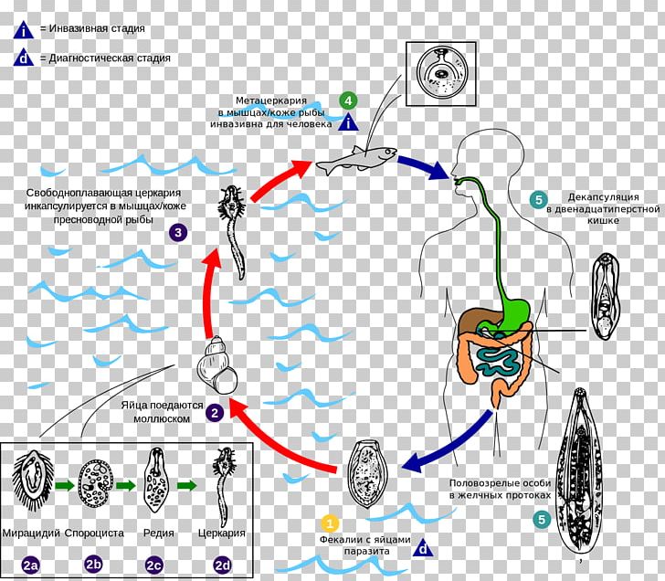 Worm Flukes Clonorchis Sinensis Disease Liver Fluke PNG, Clipart, Angle, Area, Clonorchis Sinensis, Diagram, Disease Free PNG Download