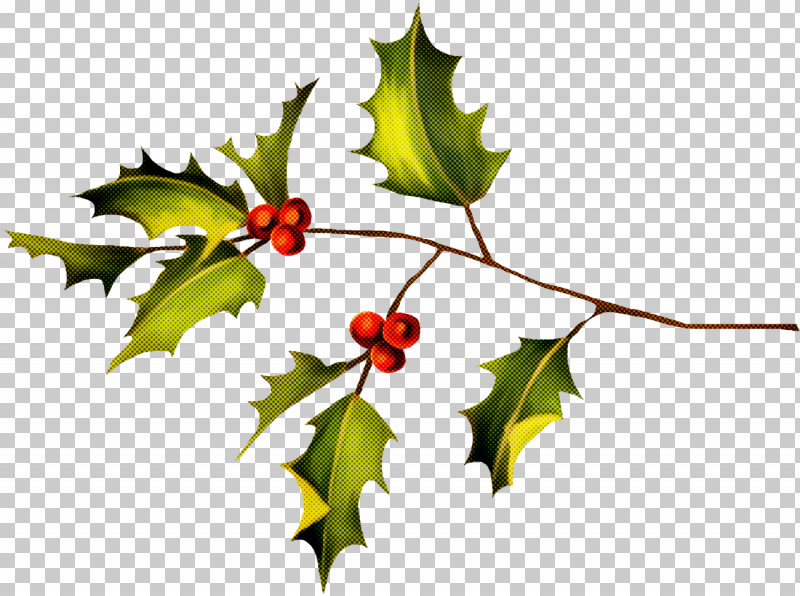 Christmas Holly Ilex Holly PNG, Clipart, American Holly, Black Maple, Branch, Chinese Hawthorn, Christmas Free PNG Download