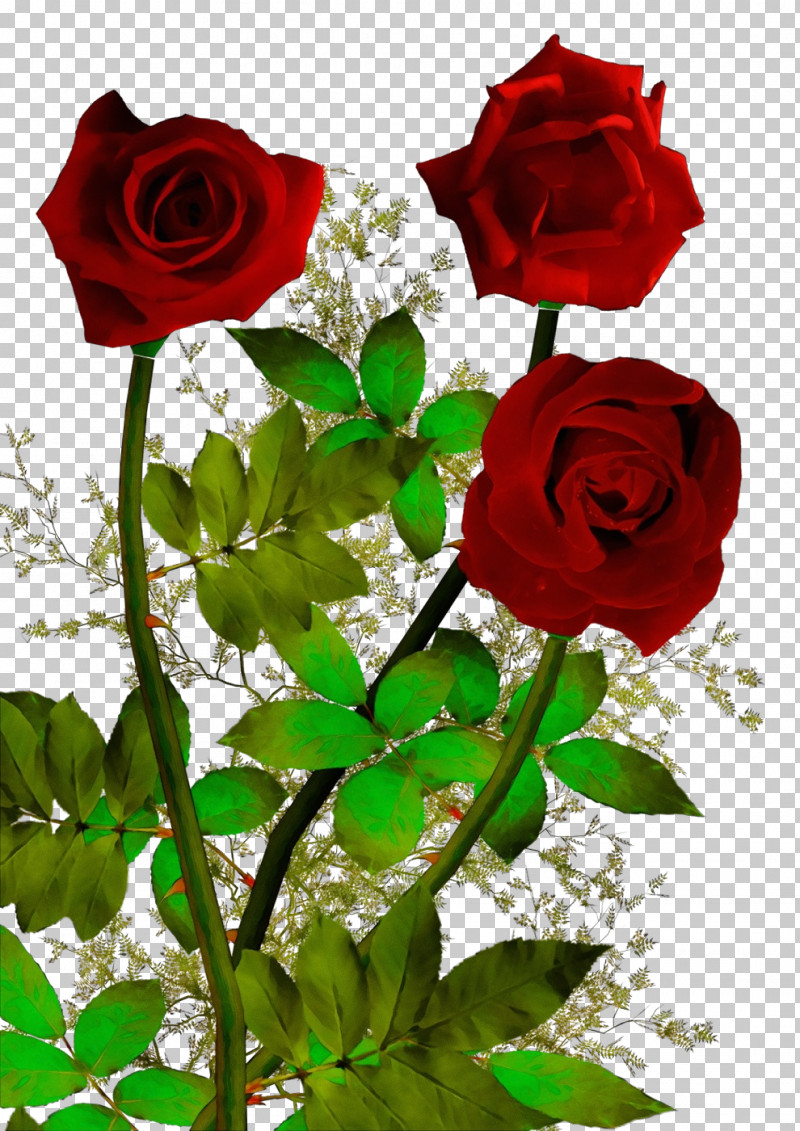 Garden Roses PNG, Clipart, Austrian Briar, Camellia, China Rose, Cut Flowers, Floribunda Free PNG Download