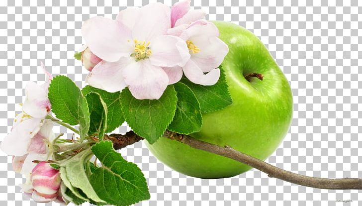 Apple Flower Fruit PNG, Clipart, Apple, Apple Fruit, Apple Logo, Apples, Apple Tree Free PNG Download
