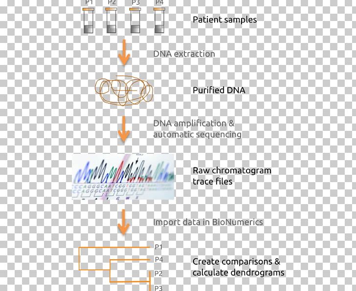 Multilocus Sequence Typing DNA Sequencing Nucleic Acid Sequence PNG, Clipart, Angle, Apply, Diagram, Dna Sequencing, Education Science Free PNG Download