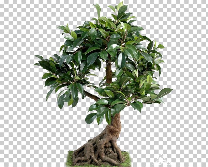 Tree Bonsai Houseplant Plants Chinese Sweet Plum PNG, Clipart, Bonsai, Common Fig, Ficus Microcarpa, Ficus Retusa, Fig Trees Free PNG Download