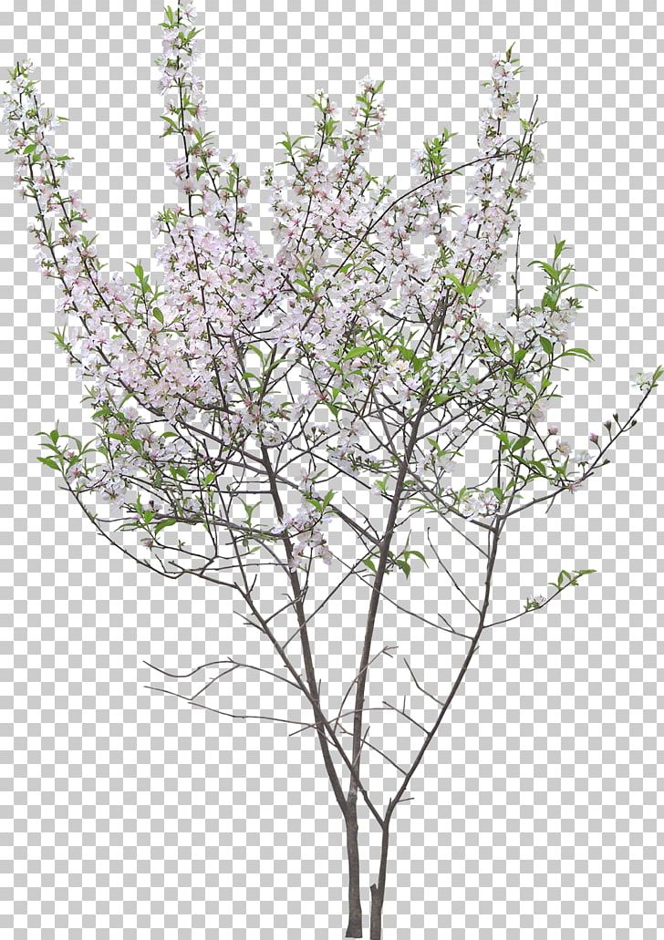 Twig Garden Shrub Tree Flower PNG, Clipart, Bloom, Blossom, Branch, Chili, Common Hibiscus Free PNG Download