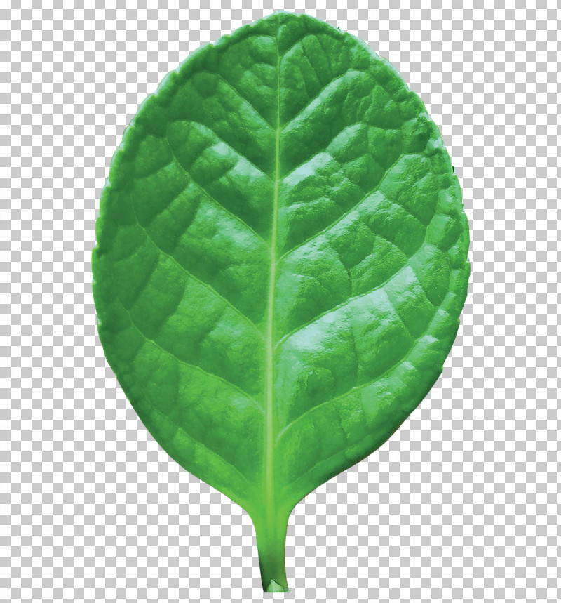 Leaf Green Plant Flower Spinach PNG, Clipart, Anthurium, Flower, Green, Herb, Leaf Free PNG Download