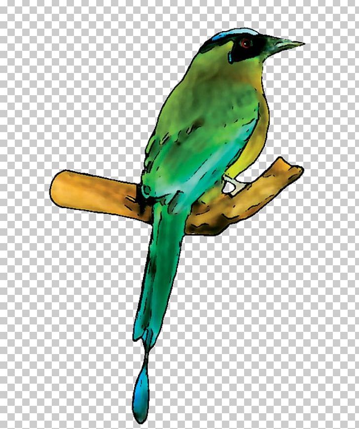 Bird Parakeet Amazonian Motmot Green Passerine PNG, Clipart, Amazonian Motmot, Animals, Beak, Bird, Blue Free PNG Download