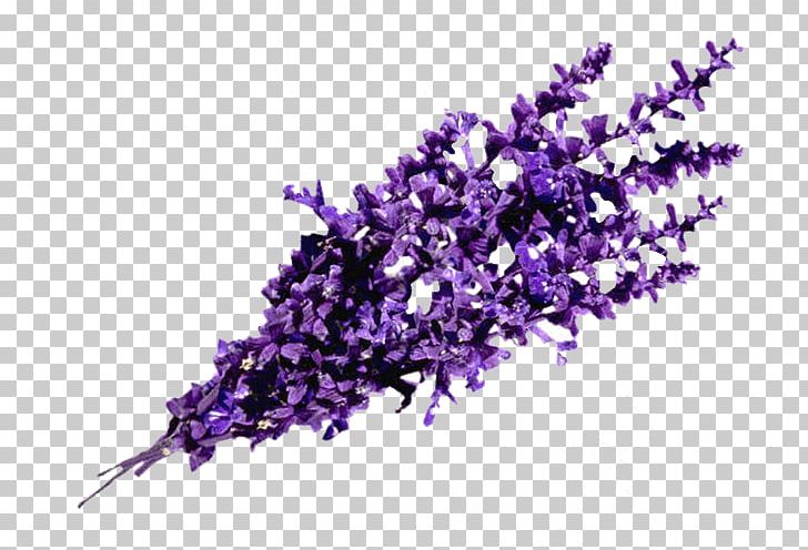 English Lavender Perfume Essential Oil Odor PNG, Clipart, Branch, Citrus, English Lavender, Essential Oil, Flower Free PNG Download