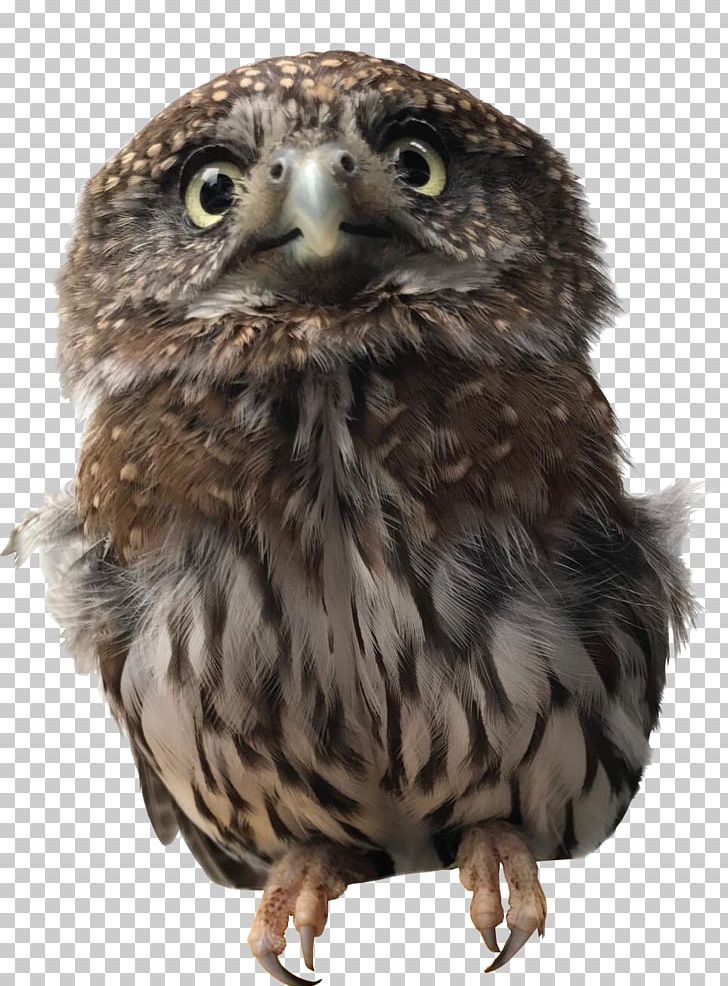 Owl Alaska Raptor Center Bird Of Prey Hawk PNG, Clipart, Alaska Raptor Center, Animals, Beak, Bird, Bird Of Prey Free PNG Download