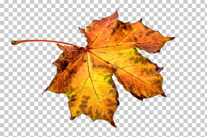 Autumn Leaf Color Eastern Black Walnut Maple Leaf PNG, Clipart, Autumn, Autumn Leaf Color, Black Walnut, Clipart, Color Free PNG Download