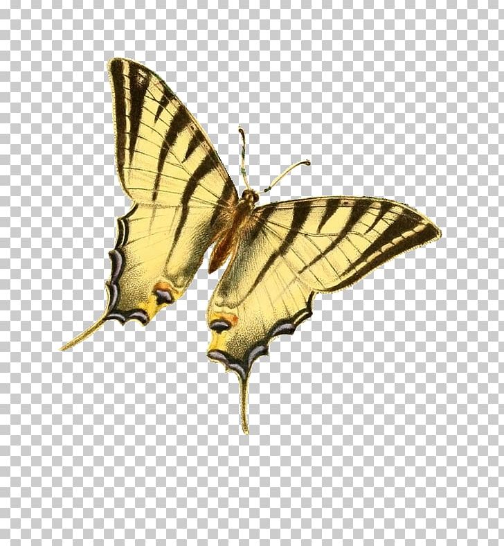 Butterfly Drawing PNG, Clipart, Animation, Art, Arthropod, Art Museum, Bombycidae Free PNG Download