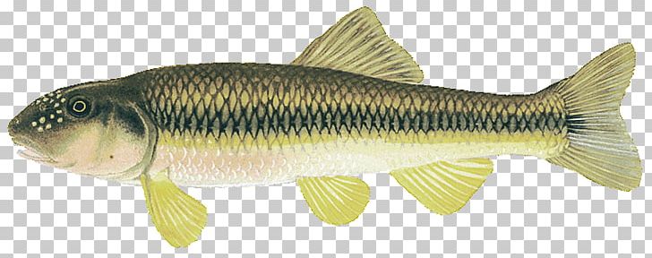 Carp River Chub Rudd Perch Fish PNG, Clipart, Animal, Animal Figure, Animals, Aquatic, Bass Free PNG Download