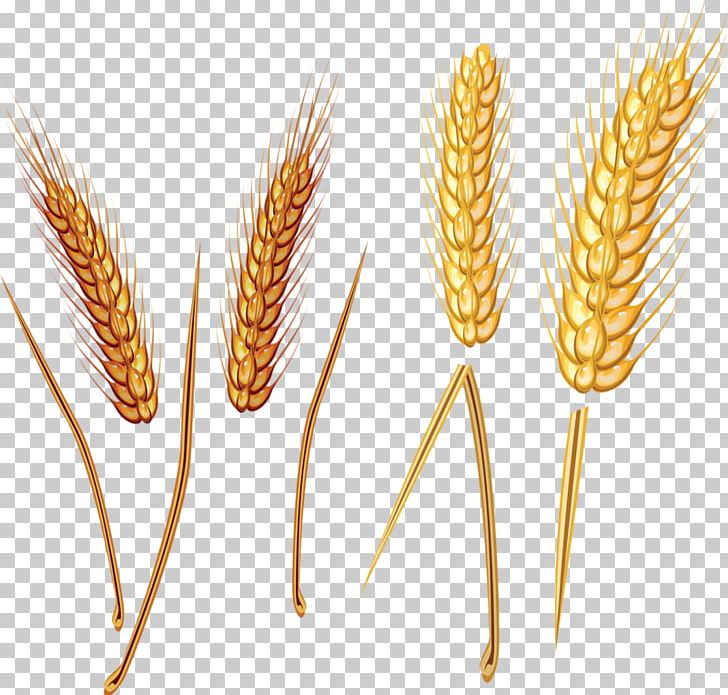 Emmer Straw PNG, Clipart, Albom, Cartoon Wheat, Cereal, Cereal Germ, Commodity Free PNG Download