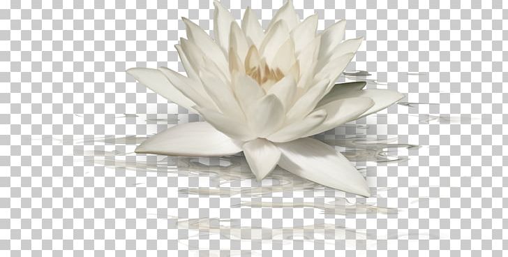 Nelumbo Nucifera White PNG, Clipart, Chinese Style, Color, Encapsulated Postscript, Euc, Flower Free PNG Download