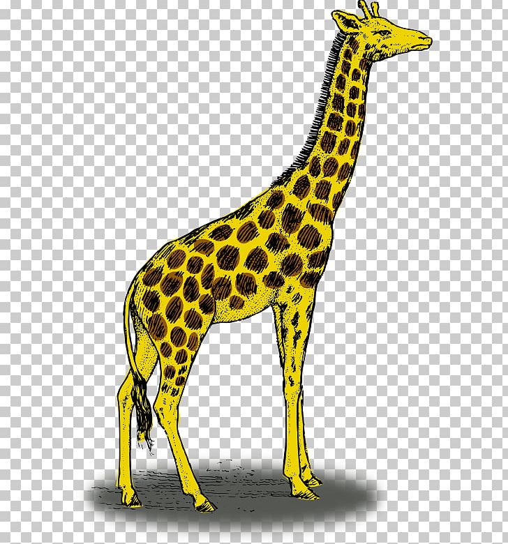 Reticulated Giraffe Color Illustration PNG, Clipart, Animal, Animal Figure, Cdr, Color, Elephant Free PNG Download
