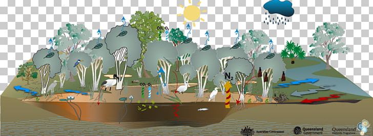 Ecosystem Melaleuca Ericifolia Melaleuca Quinquenervia Wetland Swamp PNG, Clipart, Caravel, Ecology, Ecosystem, Floodplain, Gum Trees Free PNG Download