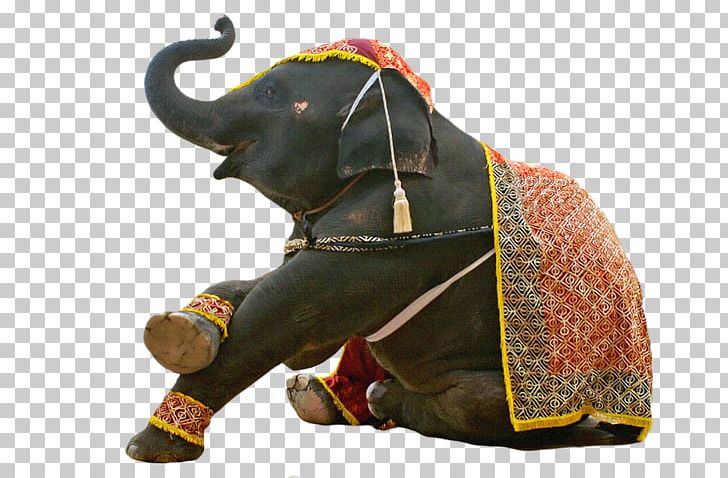Asian Elephant Hippopotamus Circus PNG, Clipart, Animal, Animals, Asian Elephant, Circus, Circus Elephant Free PNG Download