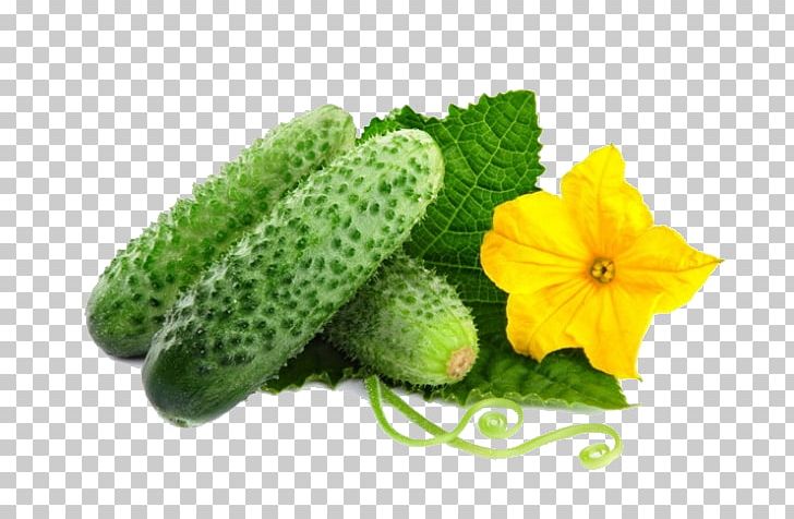Pickled Cucumber Vegetable Salad Rassolnik PNG, Clipart, Chicken Salad, Cucumber, Cucumber Gourd And Melon Family, Cucumis, Cultivar Free PNG Download