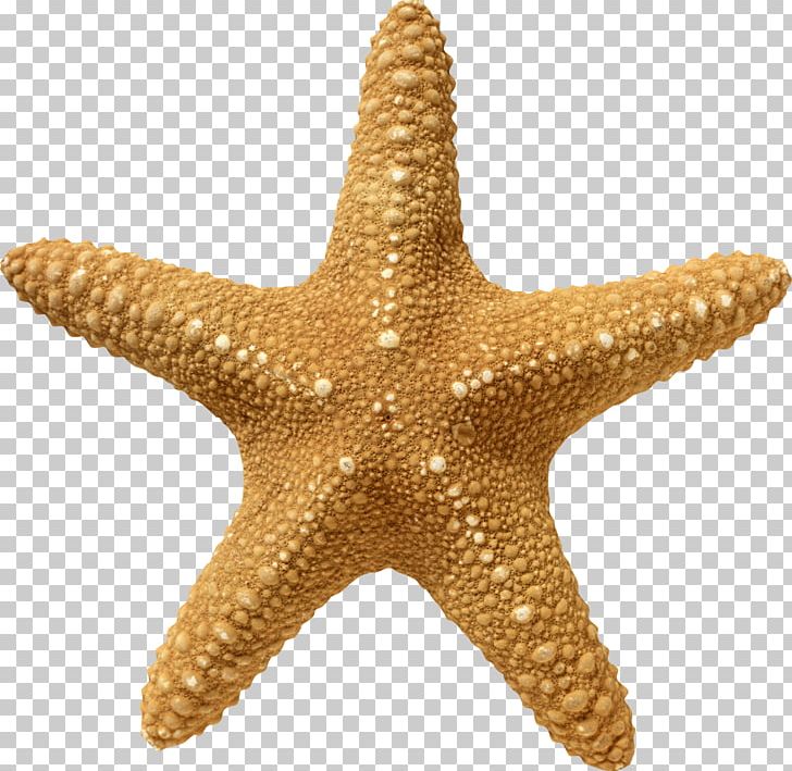 Starfish PNG, Clipart, Starfish Free PNG Download