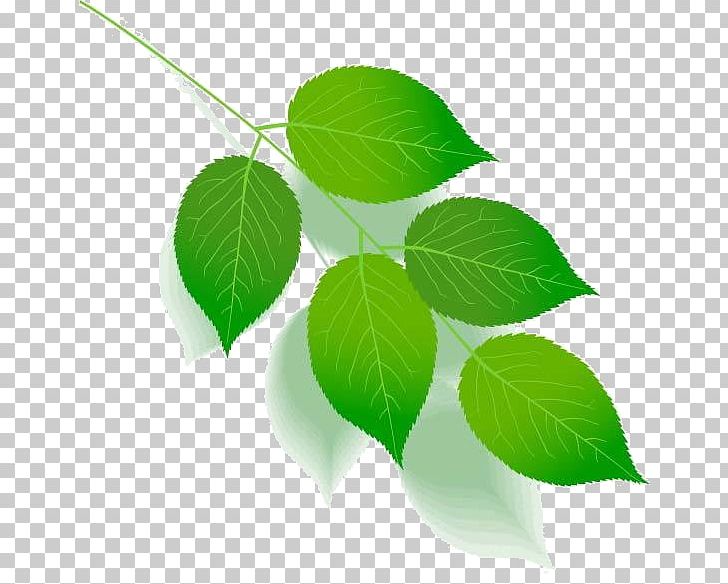 Green Leaf Color Tree Plant Stem PNG, Clipart, Agac, Branch, Color, Flatcast, Flower Free PNG Download