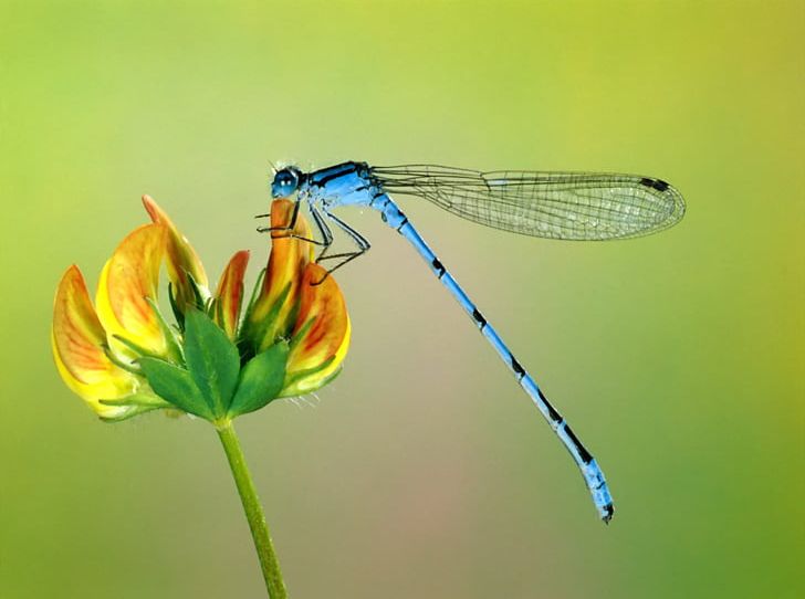 Insect Dragonfly Desktop Animal Damselfly PNG, Clipart, Animal, Aphid, Arthropod, Closeup, Damselfly Free PNG Download