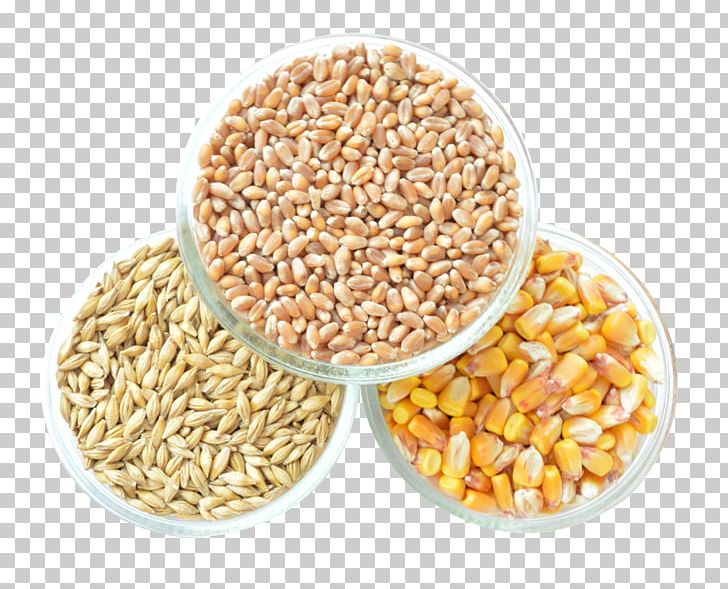 Cereal Maize Grain PNG, Clipart, Caryopsis, Cereal, Cereal Germ, Commodity, Corn Free PNG Download