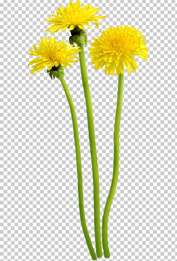 Dandelion Flower Digital PNG, Clipart, Common Daisy, Daisy Family, Desktop Wallpaper, Digital Image, Flower Free PNG Download