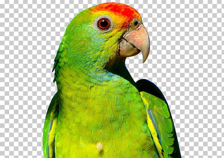 Parrot Budgerigar Bird PNG, Clipart, Beak, Bird, Budgerigar, Common Pet Parakeet, Computer Icons Free PNG Download