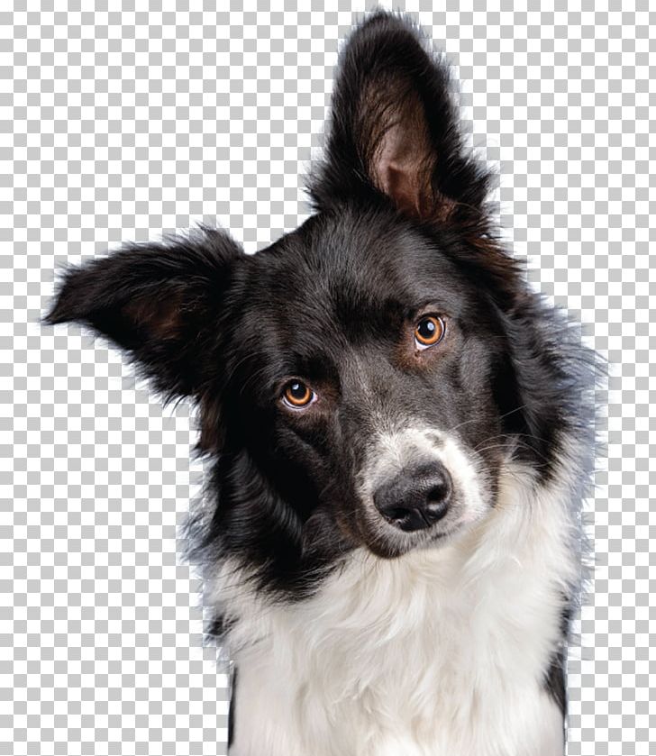 Stabyhoun Border Collie Shiloh Shepherd Dog Dog Breed Rough Collie PNG, Clipart, Border Collie, Breed, Breed Group Dog, Carnivoran, Collie Free PNG Download