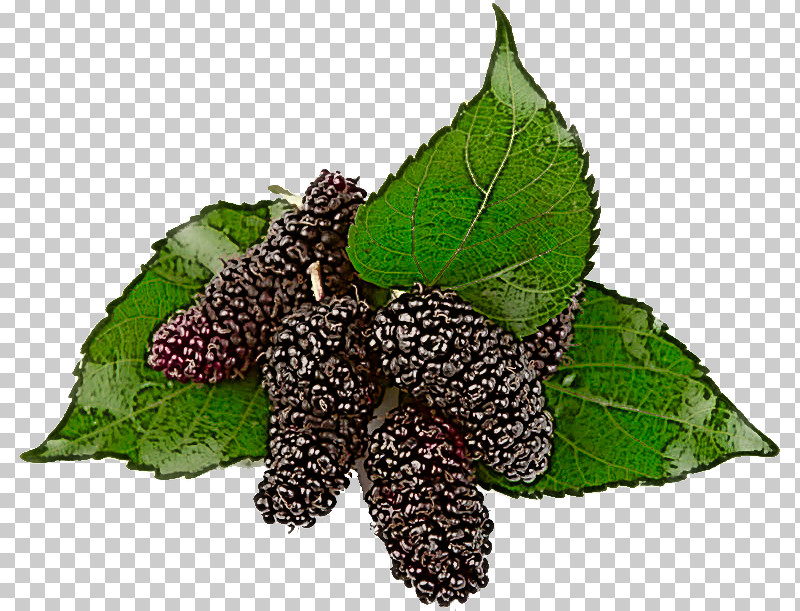 Leaf Plant Flower Red Mulberry Blackberry PNG, Clipart, Blackberry, Flower, Food, Leaf, Mulberry Family Free PNG Download