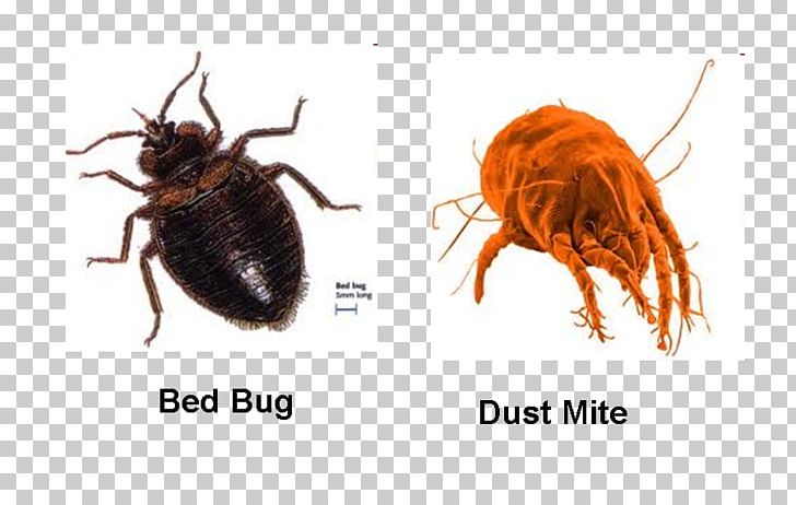 Bed Bug Bite Pest Control Insect Bed Bug Control Techniques PNG, Clipart, Animals, Arthropod, Bed, Bed Bug, Bed Bug Bite Free PNG Download