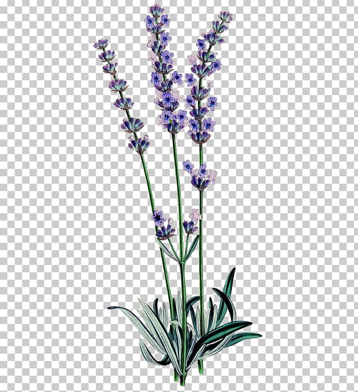 English Lavender Botanical Illustration Botany Lavender Oil Familiar Wild Flowers PNG, Clipart, Art, Bota, Botanical, Botanical Illustration, Common Sage Free PNG Download