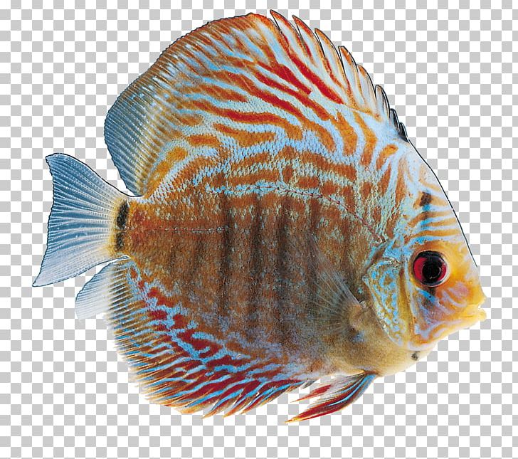 Ornamental Fish PNG, Clipart, Animal, Animals, Biological, Christmas Ornament, Christmas Ornaments Free PNG Download