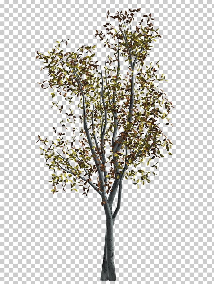 Twig Tree Autumn PNG, Clipart, Autumn, Branch, Deciduous, Digital Image, Download Free PNG Download