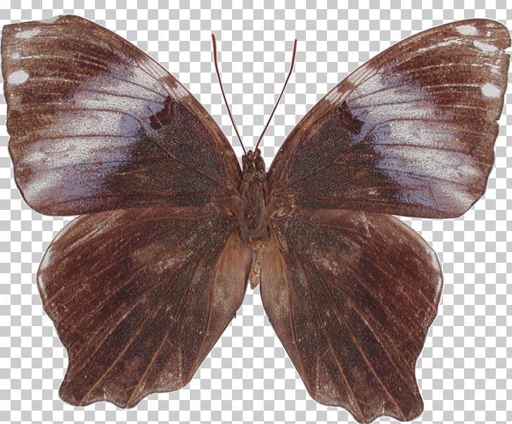 Brush-footed Butterflies Gossamer-winged Butterflies Pieridae Butterfly Moth PNG, Clipart, Arthropod, Asian Pigeonwings, Blue, Brush Footed Butterfly, Butterfly Free PNG Download