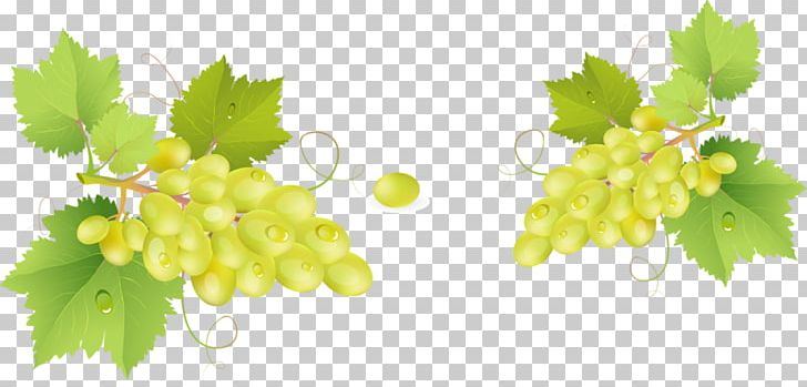 Grappa Common Grape Vine Barrel PNG, Clipart, Barrel, Black Grapes, Branch, Bunch, Bunch Of Flowers Free PNG Download
